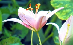 Beautifull HD Flower Wallpaper