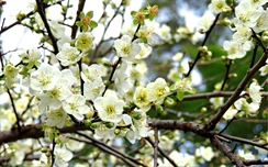 White HD Flower Wallpaper