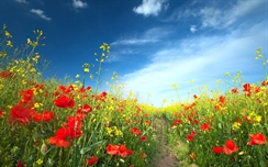 HD Flower