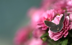 Butterfly on Pink Rose