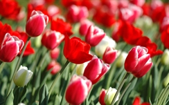 Red Tulips