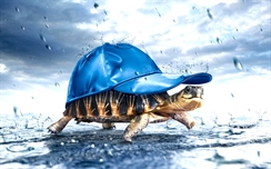 Funny tortoise with cap