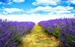 Lavender HD Field