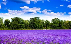 Lavender Field